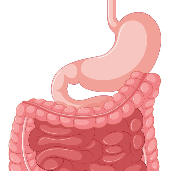 Imagem para a categoria Sistema Digestivo
