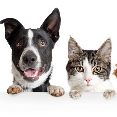 Imagem para a categoria Saúde Animal